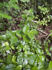 Geniostoma ligustrifolium