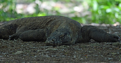 Varanus komodoensis