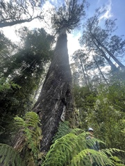Eucalyptus regnans