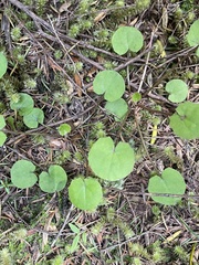 Centella uniflora