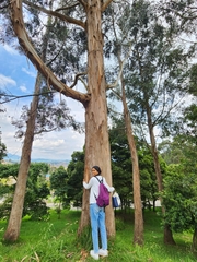Eucalyptus globulus