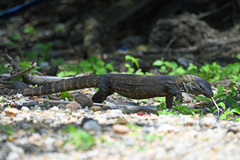Varanus komodoensis