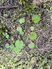 Centella uniflora