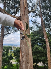 Eucalyptus globulus