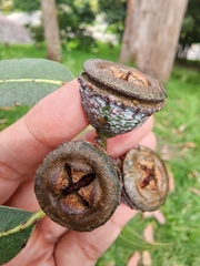 Eucalyptus globulus