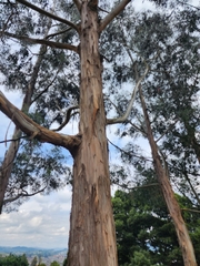 Eucalyptus globulus