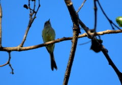 Myiopagis viridicata