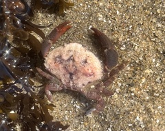 Cycloxanthops novemdentatus