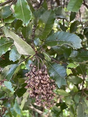 Pterophylla sylvicola
