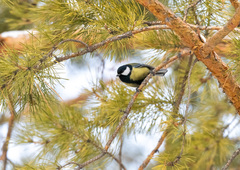 Parus major