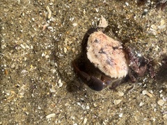 Cycloxanthops novemdentatus