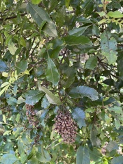 Pterophylla sylvicola