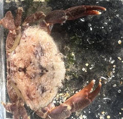 Cycloxanthops novemdentatus