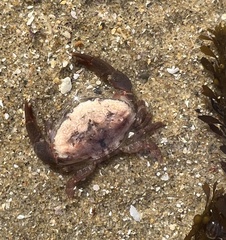 Cycloxanthops novemdentatus