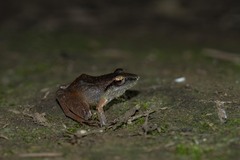 Pristimantis achatinus