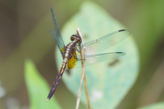 Erythrodiplax lativittata
