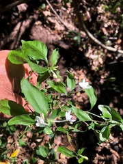 Pseuderanthemum tenellum
