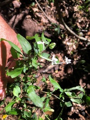 Pseuderanthemum tenellum