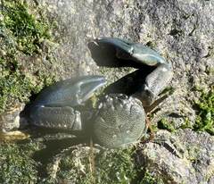 Petrolisthes cabrilloi
