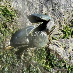 Petrolisthes cabrilloi