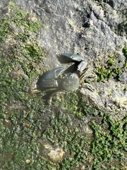 Petrolisthes cabrilloi