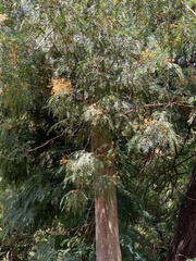 Acacia elata