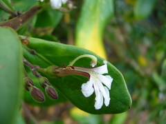 Scaevola taccada