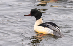 Mergus merganser