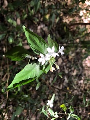 Pseuderanthemum tenellum