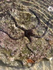 Ophioderma panamense