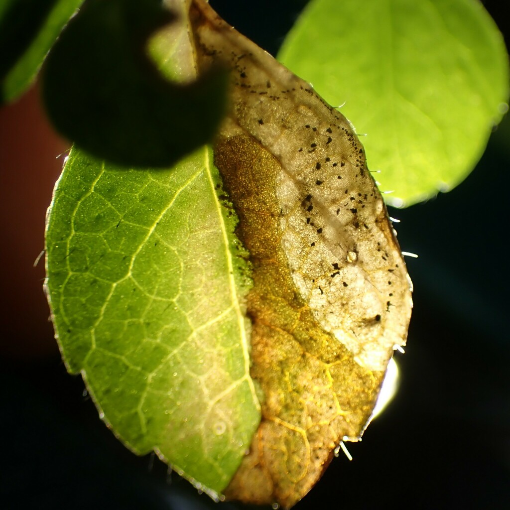 Phytomyza linnaeae