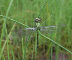 Ophiogomphus obscurus
