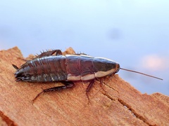 Drymaplaneta semivitta