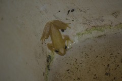 Dendropsophus columbianus