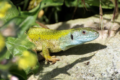 Lacerta citrovittata