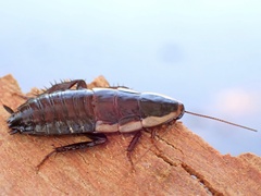 Drymaplaneta semivitta