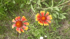 Gaillardia
