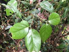 Psydrax lamprophylla