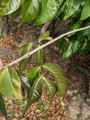 Crypteronia paniculata observed 2023-01-18
