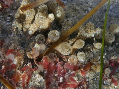 Tubulariidae