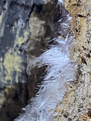 Exidiopsis effusa