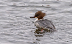 Mergus merganser