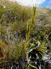 Aciphylla anomala