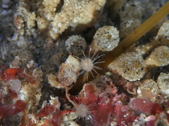 Tubulariidae