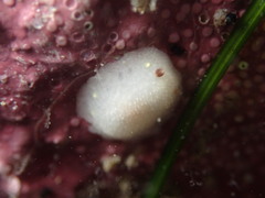 Cadlina flavomaculata