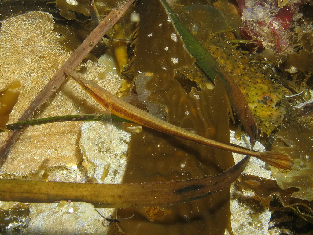 Southern Tubenose Poacher