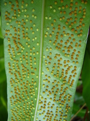 Microsorum punctatum