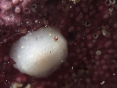Cadlina flavomaculata