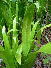 Microsorum punctatum