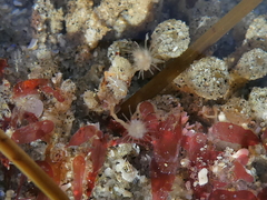 Tubulariidae
